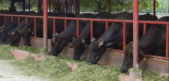 FODDER MUSEUM, NATIONAL DAIRY RESEARCH INSTITUTE